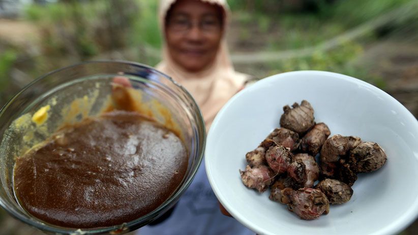 Kelompok Perempuan Dumai Tanam dan Olah Jahe Merah di Lahan Gambut - Bagian 7