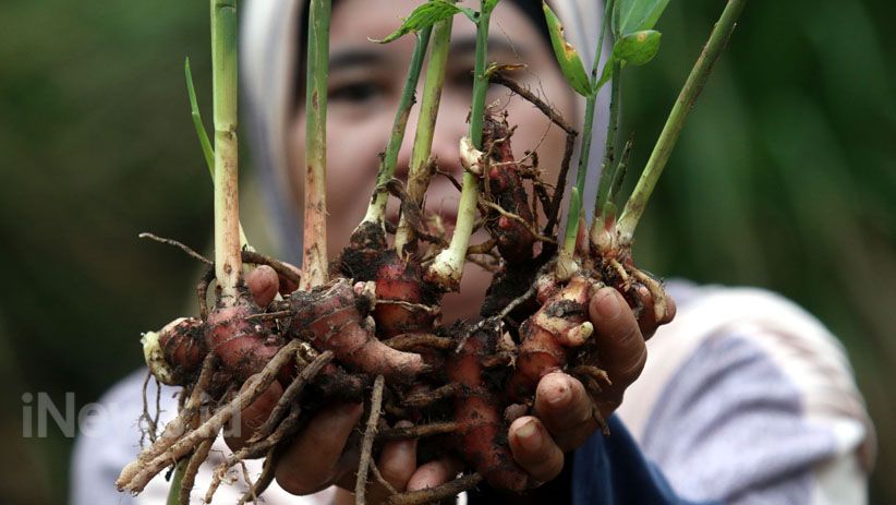 Kelompok Perempuan Dumai Tanam dan Olah Jahe Merah di Lahan Gambut - Bagian 5