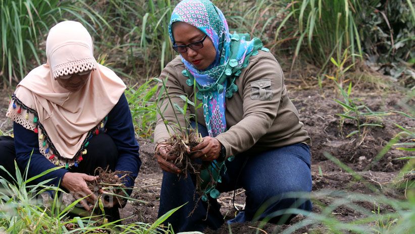 Kelompok Perempuan Dumai Tanam dan Olah Jahe Merah di Lahan Gambut - Bagian 3