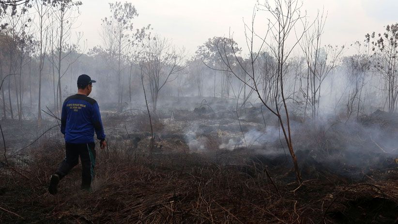 Perjuangan Petugas Memadamkan Kebakaran Lahan Gambut di Dumai - Bagian 5
