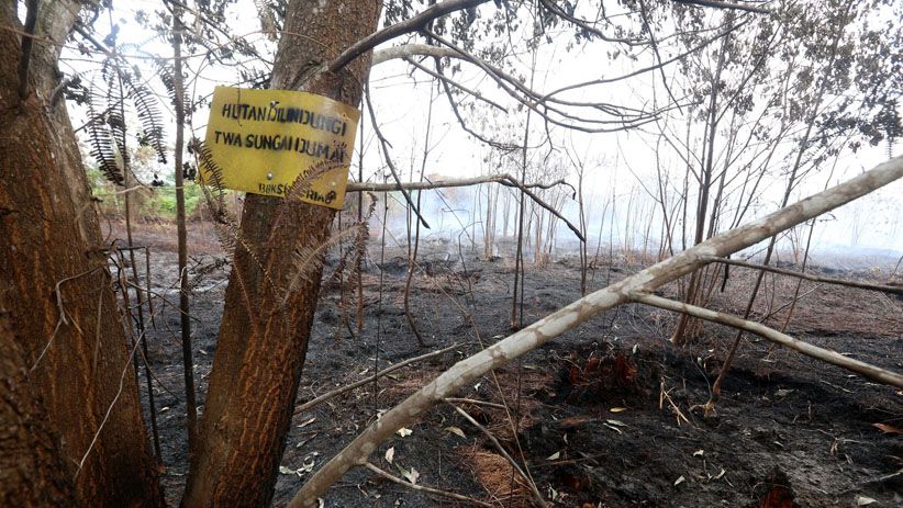 Perjuangan Petugas Memadamkan Kebakaran Lahan Gambut di Dumai - Bagian 7