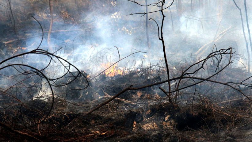 Perjuangan Petugas Memadamkan Kebakaran Lahan Gambut di Dumai - Bagian 6