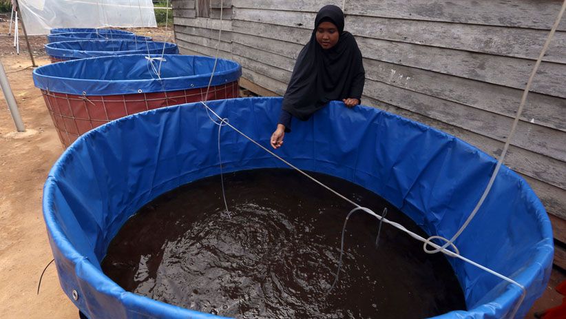 Perempuan-Perempuan Ini Budidaya Lele di Kolam Ikan Biofoloc - Bagian 3