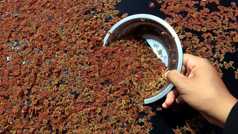 Perempuan-Perempuan Ini Budidaya Lele di Kolam Ikan Biofoloc - Bagian 8