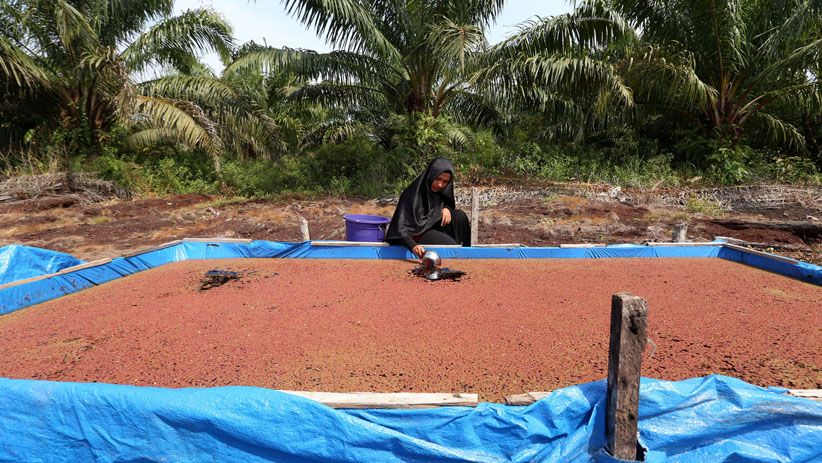 Perempuan-Perempuan Ini Budidaya Lele di Kolam Ikan Biofoloc - Bagian 6