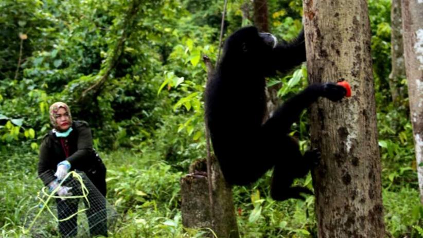 BKSDA Lepas Liar Satwa Langka Dilindungi di Hutan Aceh Jaya - Bagian 1