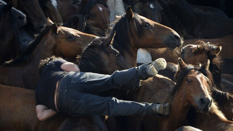 Pria-Pria Ini Menjinakkan Kuda Liar dengan Tangan Kosong - Bagian 6