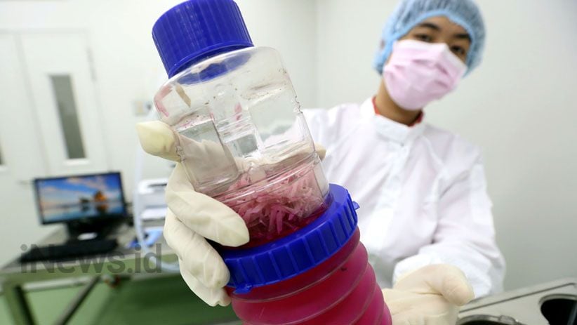 Pemerintah Anggarkan Rp9,3 Miliar untuk Kembangkan Stem Cell - Bagian 5