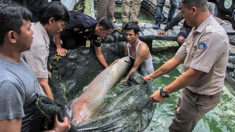 Ikan Arapaima Berukuran 2 Meter Milik Warga Disita DKP Provinsi Riau - Bagian 1