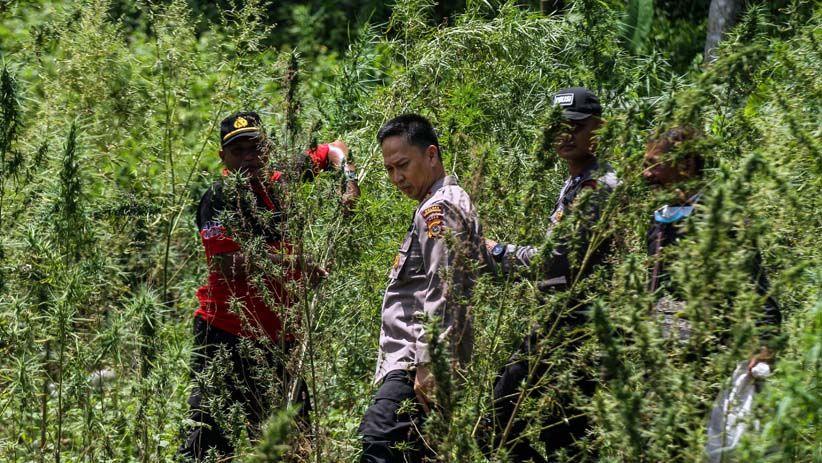 Polisi Musnahkan 4 Hektare Ladang Ganja Siap Panen - Bagian 2