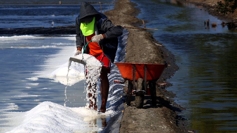 Terpengaruh Impor, Petani Keluhkan Harga Garam Turun Tajam  - Bagian 5