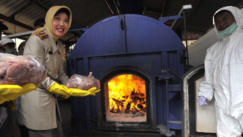 4,6 Ton Daging Celeng Ilegal Dimusnahkan - Bagian 3