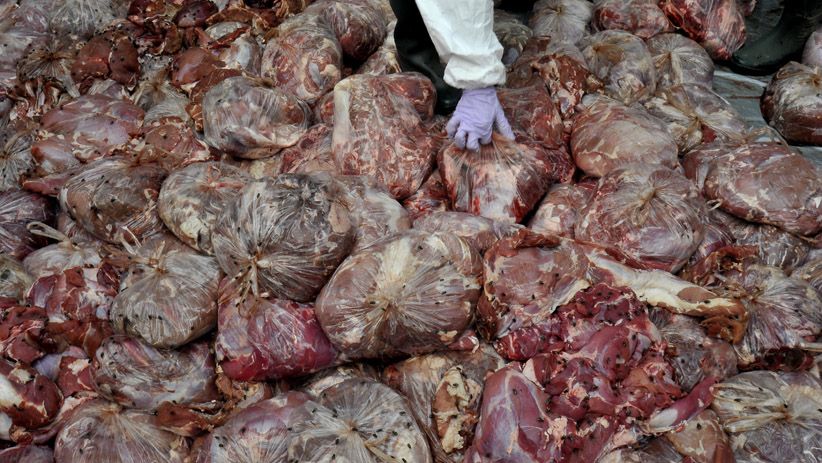 4,6 Ton Daging Celeng Ilegal Dimusnahkan - Bagian 4