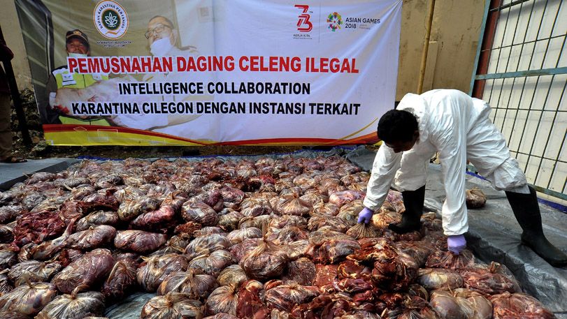 4,6 Ton Daging Celeng Ilegal Dimusnahkan - Bagian 1