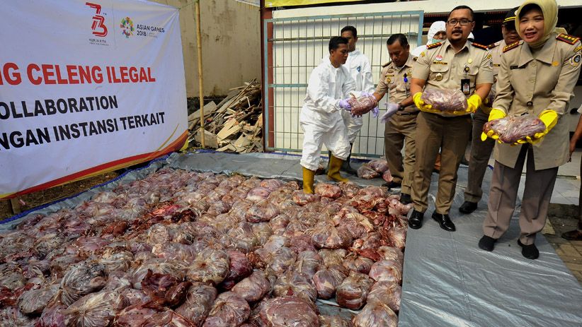 4,6 Ton Daging Celeng Ilegal Dimusnahkan - Bagian 2
