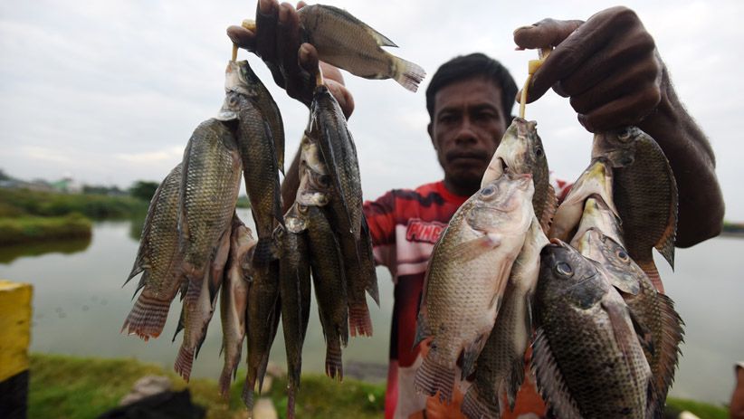 Rawa-Rawa Jadi Perumahan, Habitat Ikan Air Tawar Berkurang  - Bagian 1