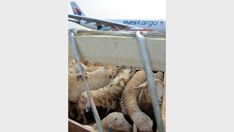 Pemerintah Ekspor 5.000 Ekor Domba ke Malaysia Setiap Bulan - Bagian 2