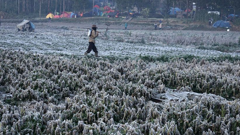 Foto Indahnya Pemandangan Kebun Sayur Dieng Diselimuti Embun Beku - Bagian 2