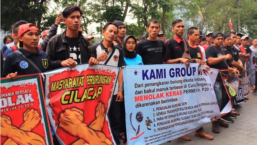 Ada Permen LHK 20, Ribuan Penangkar Burung Kicau Terancam Kehilangan Pekerjaan - Bagian 1