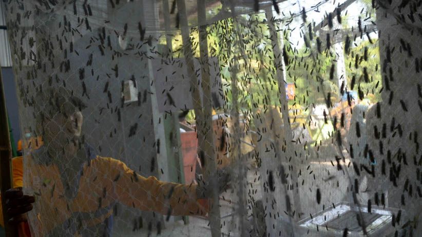 Surabaya Gunakan Teknologi Ulat untuk Pengolahan Sampah Organik - Bagian 5