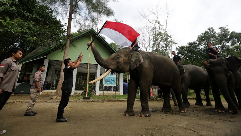 Gajah-Gajah Sumatera Kibarkan Bendera Merah Putih di Aceh - Bagian 1