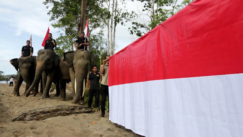 Gajah-Gajah Sumatera Kibarkan Bendera Merah Putih di Aceh - Bagian 3