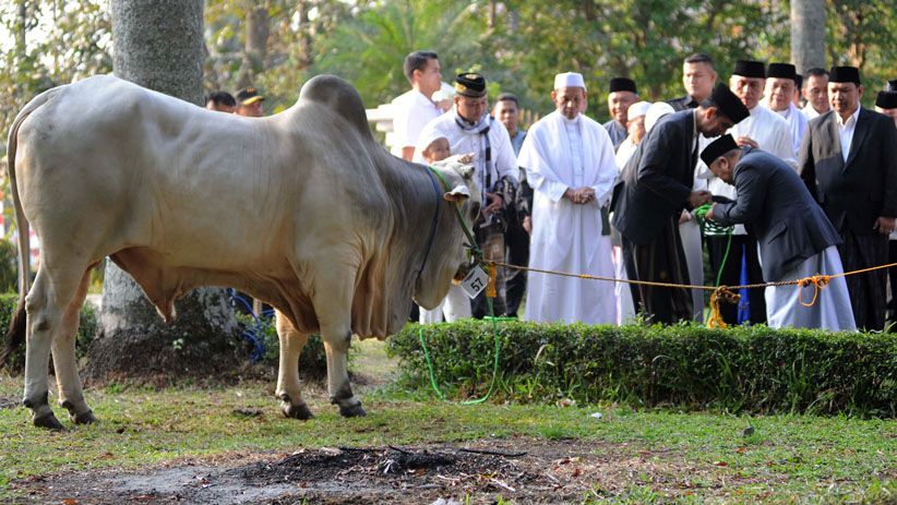 Usai Salat Idul Adha, Presiden Jokowi Serahkan Sapi 1,4 Ton - Bagian 3