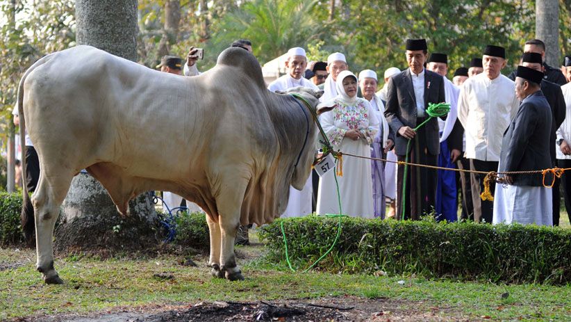 Usai Salat Idul Adha, Presiden Jokowi Serahkan Sapi 1,4 Ton - Bagian 2