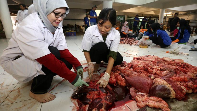 Cegah Penyakit Berbahaya, Tim Kedokteran Surabaya Periksa Daging Hewan Kurban  - Bagian 2