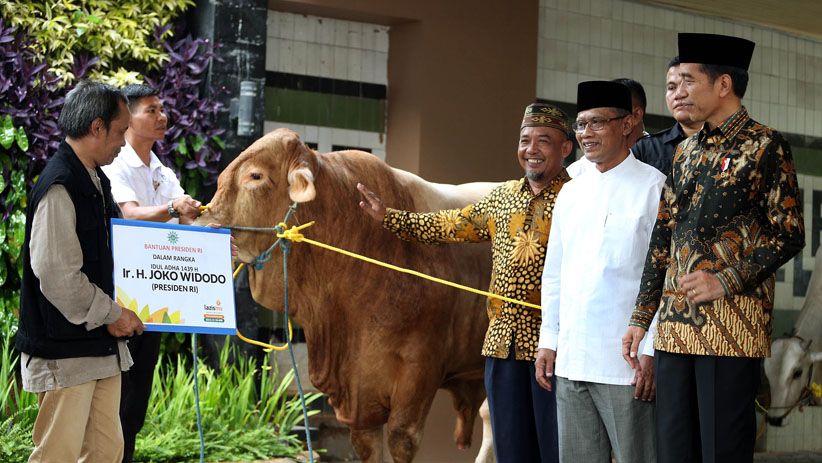 Kunjungi Muhammadiyah, Presiden Jokowi Serahkan 2 Ekor Sapi Kurban - Bagian 2
