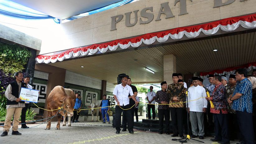 Kunjungi Muhammadiyah, Presiden Jokowi Serahkan 2 Ekor Sapi Kurban - Bagian 4