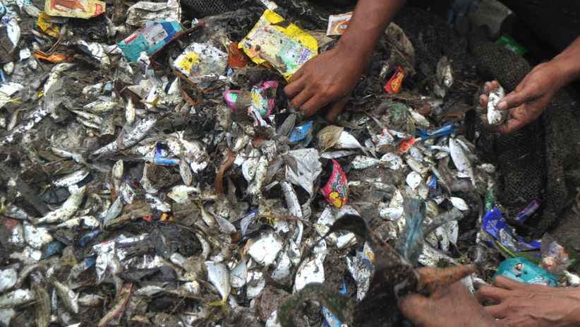 Laut Tercemar, Sampah Plastik Bercampur dengan Ikan Tangkapan Nelayan - Bagian 1