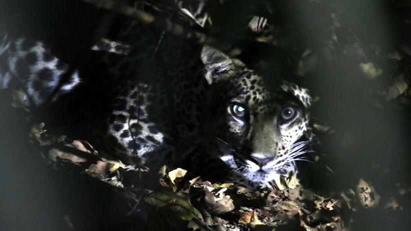Terancam Punah, Macan Tutul Jawa Muncul di Taman Nasional Baluran - Bagian 1