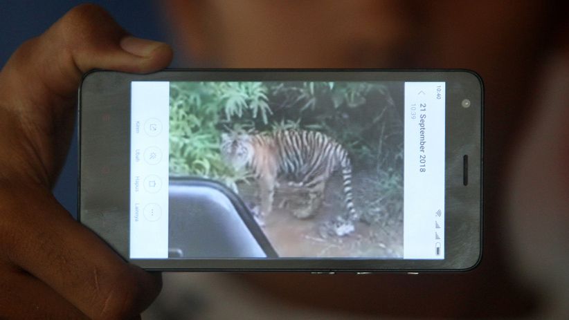Ini Bukti Harimau Sumatera Mendekati Permukiman Warga Nagan Raya - Bagian 1