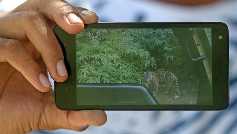 Ini Bukti Harimau Sumatera Mendekati Permukiman Warga Nagan Raya - Bagian 2