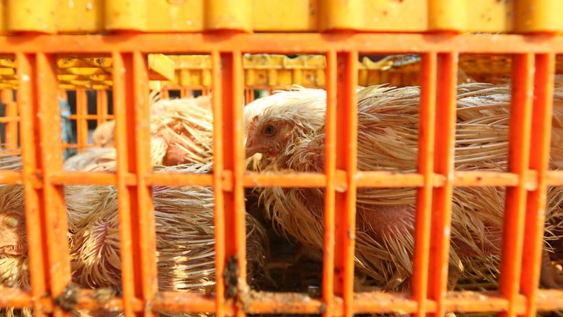 Kemendag Ubah Peraturan Harga Acuan Ayam dan Telur - Bagian 5