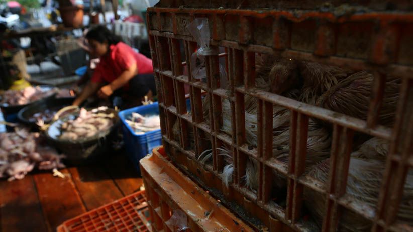 Kemendag Ubah Peraturan Harga Acuan Ayam dan Telur - Bagian 4