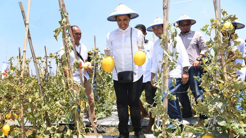 Menteri BUMN dan Dirut BRI Panen Buah Melon di Lamongan - Bagian 2