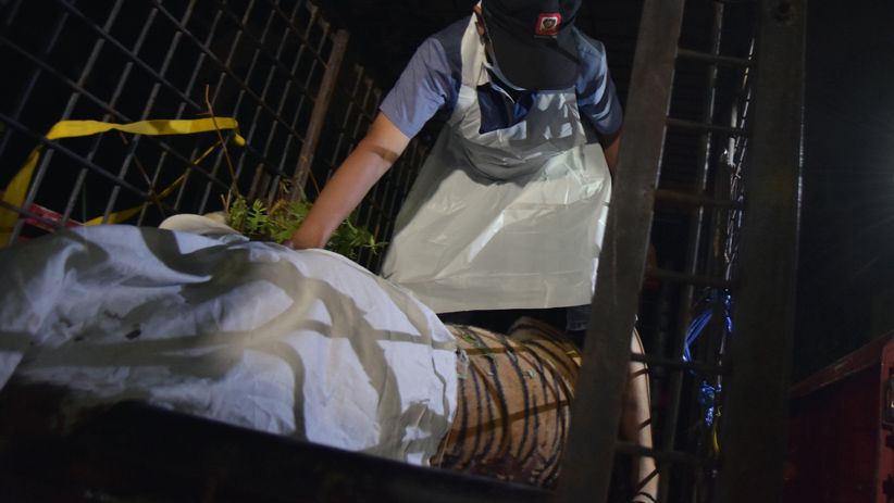 Mengenaskan, Harimau Sumatera Tewas Terjerat Kawat Pemburu - Bagian 2