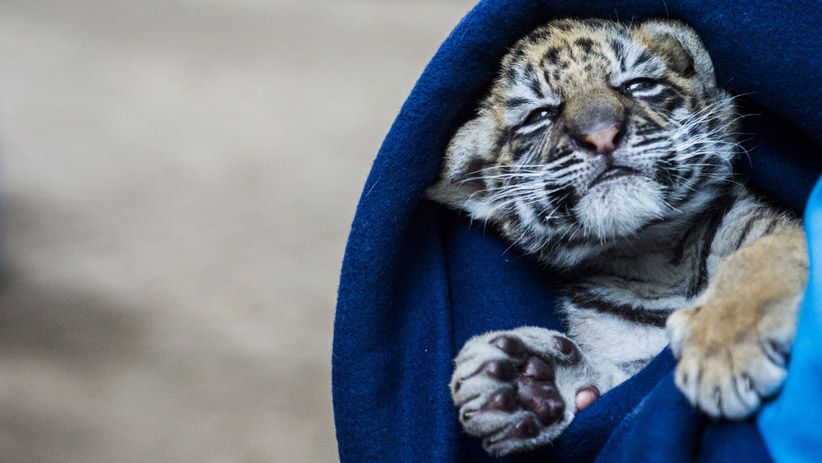 Lucunya Donggalah, Anak Harimau Benggala di Bandung Zoo