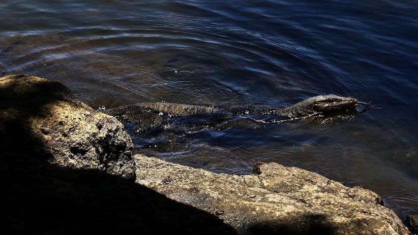 Danau Kastoba, Surga Kecil di Tengah Pulau Bawean Danau Kastoba, Surga Kecil di Tengah Pulau Bawean