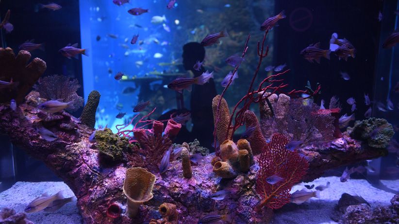 Jakarta Akuarium Jadi Destinasi Wisata Baru Ibu Kota - Bagian 3