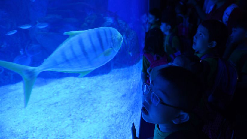 Jakarta Akuarium Jadi Destinasi Wisata Baru Ibu Kota - Bagian 1