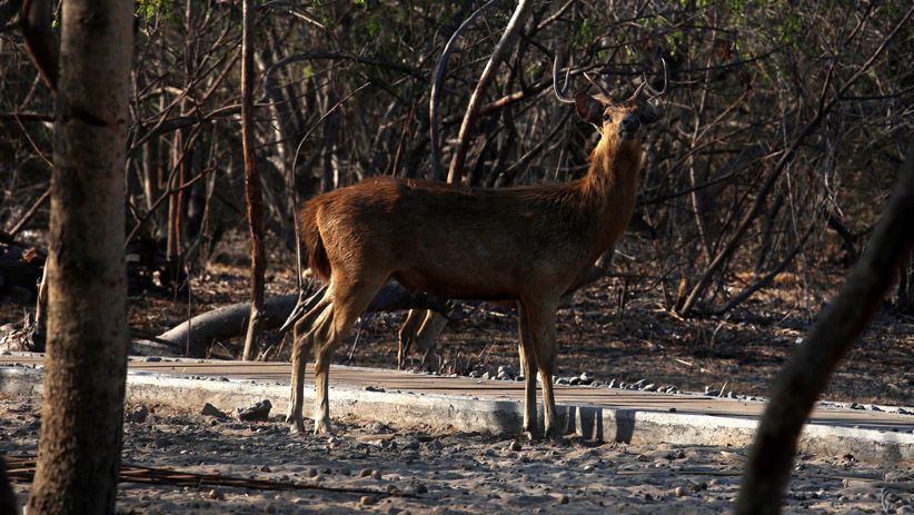 Menikmati Wisata Bahari Pulau Menjagan di Ujung Timur Jawa - Bagian 3