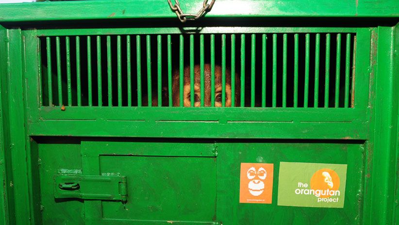 Momen Pelepasan Orangutan ke Alam Liar di Hutan Kalimantan Timur - Bagian 6