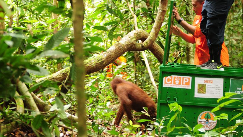 Momen Pelepasan Orangutan ke Alam Liar di Hutan Kalimantan Timur - Bagian 4