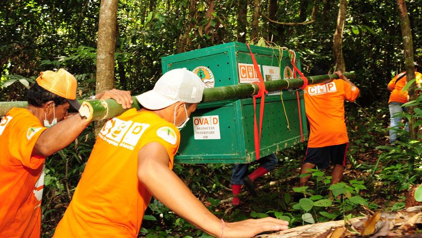 Momen Pelepasan Orangutan ke Alam Liar di Hutan Kalimantan Timur - Bagian 3