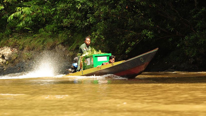 Momen Pelepasan Orangutan ke Alam Liar di Hutan Kalimantan Timur - Bagian 2