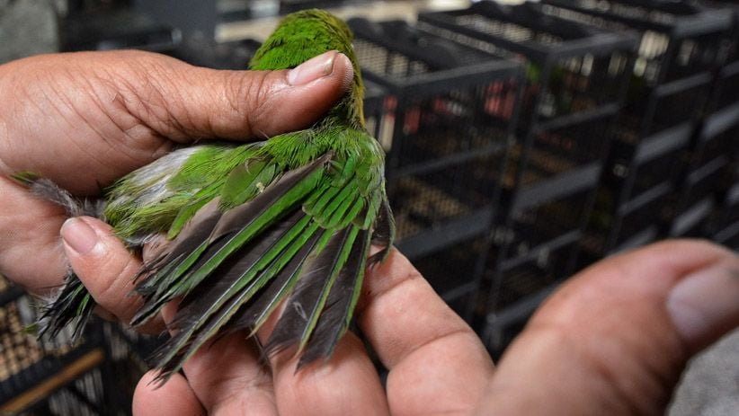 BBKP Surabaya Gagalkan Penyelundupan 481 Ekor Burung Dilindungi - Bagian 2