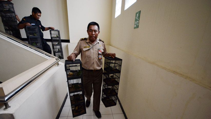 BBKP Surabaya Gagalkan Penyelundupan 481 Ekor Burung Dilindungi - Bagian 1